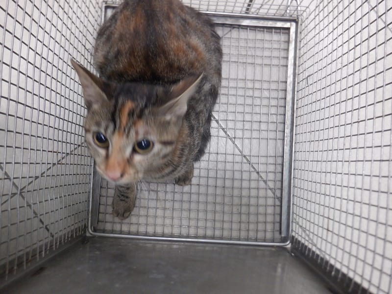 【待認養】混種貓 貓 (女生) - 南投縣公立動物收容所