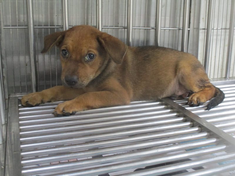 【待認養】混種犬 狗 (男生) - 高雄市壽山動物保護教育園區