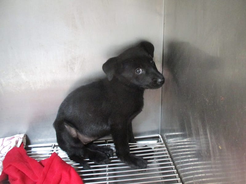 【待認養】混種犬 狗 (女生) - 高雄市壽山動物保護教育園區