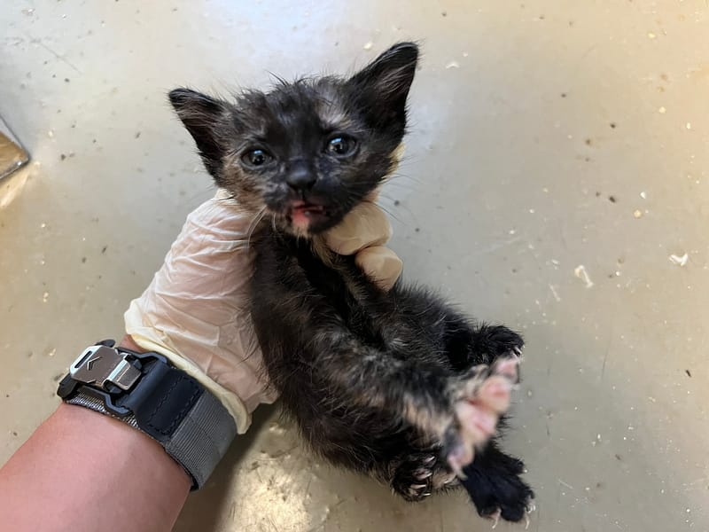 【待認養】混種貓 貓 (女生) - 桃園市動物保護教育園區