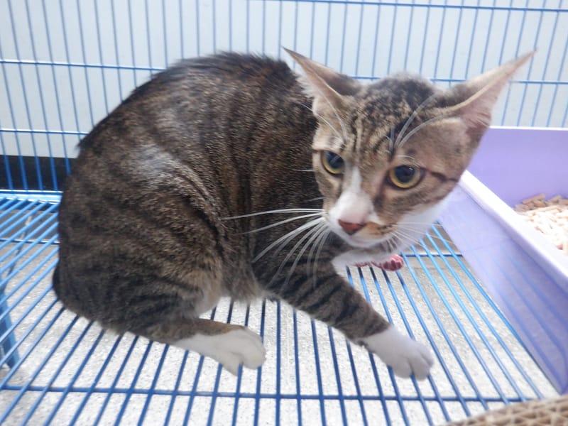 【待認養】混種貓 貓 (女生) - 南投縣公立動物收容所