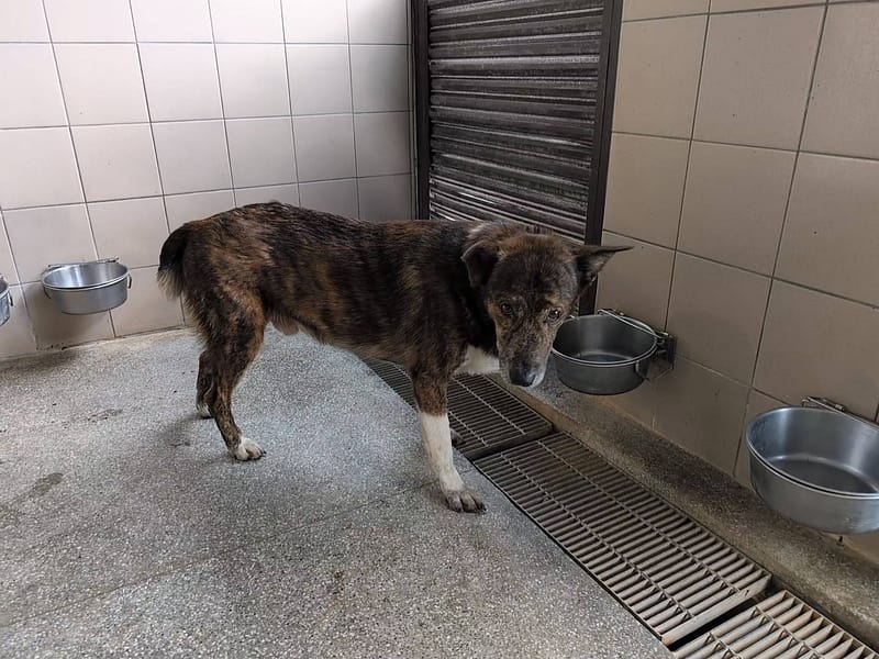 【待認養】混種犬 狗 (男生) - 高雄市燕巢動物保護關愛園區
