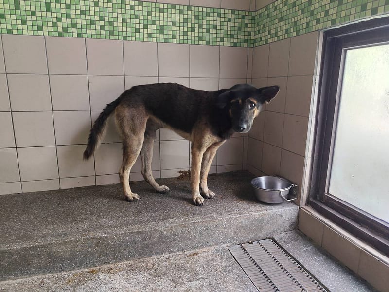 【待認養】混種犬 狗 (男生) - 高雄市燕巢動物保護關愛園區