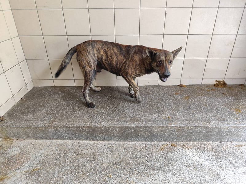 【待認養】混種犬 狗 (男生) - 高雄市燕巢動物保護關愛園區