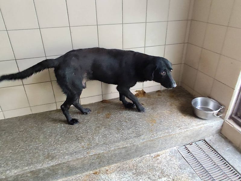 【待認養】混種犬 狗 (男生) - 高雄市燕巢動物保護關愛園區