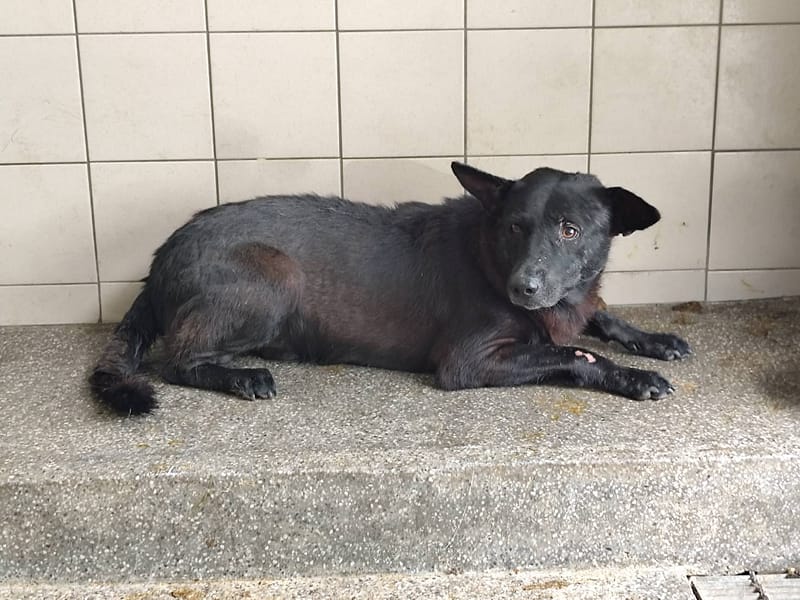 【待認養】混種犬 狗 (男生) - 高雄市燕巢動物保護關愛園區