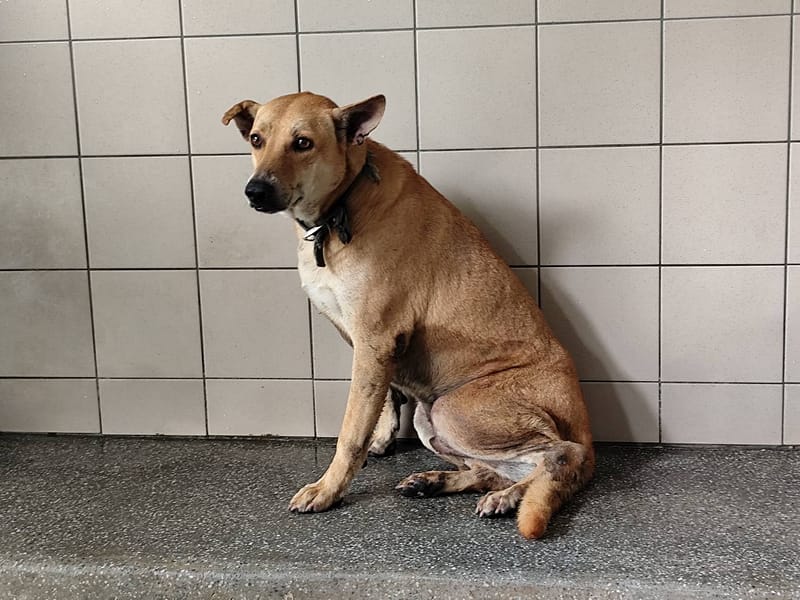 【待認養】混種犬 狗 (男生) - 高雄市燕巢動物保護關愛園區