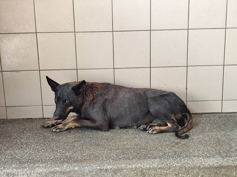 【待認養】混種犬 狗 (女生) - 高雄市燕巢動物保護關愛園區