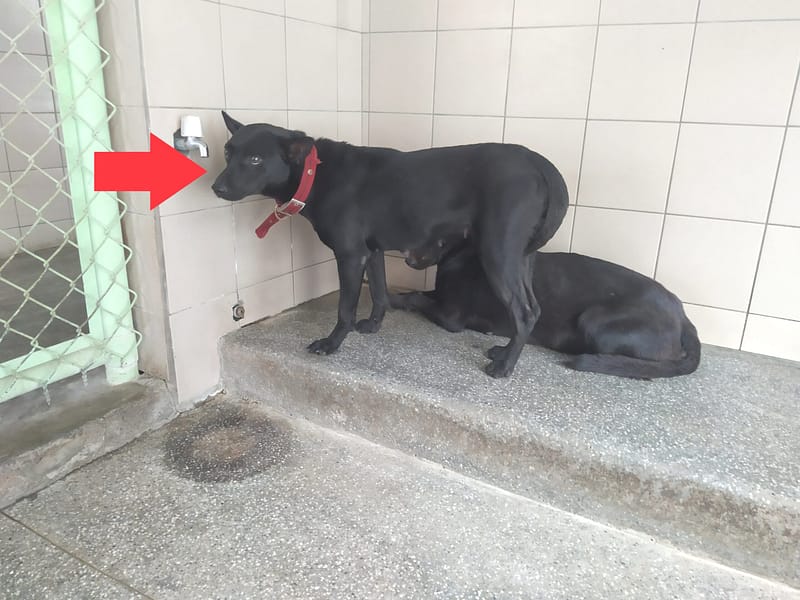 【待認養】混種犬 狗 (女生) - 高雄市燕巢動物保護關愛園區