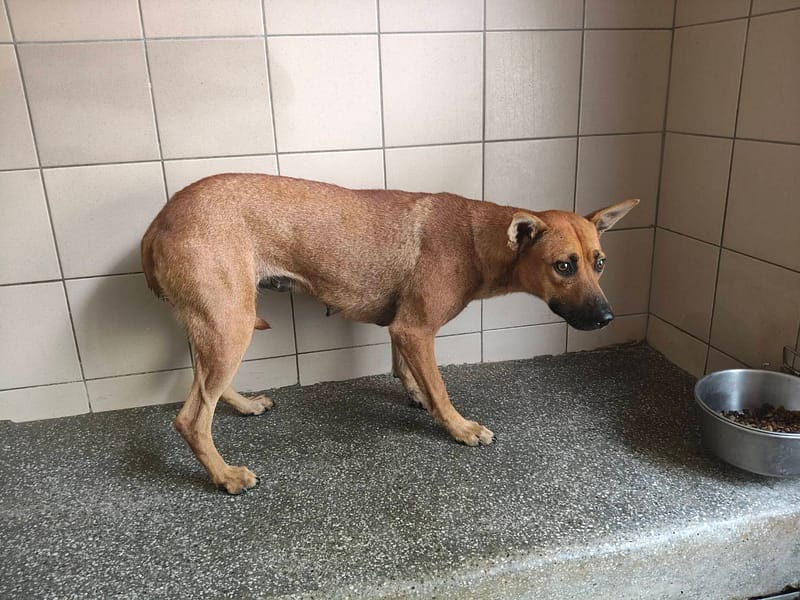 【待認養】混種犬 狗 (女生) - 高雄市燕巢動物保護關愛園區