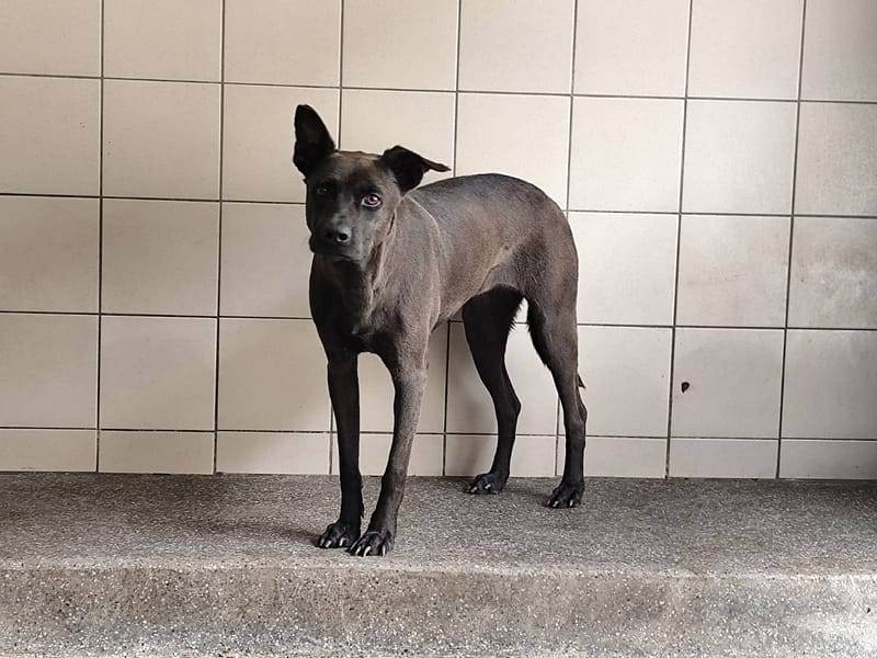 【待認養】混種犬 狗 (女生) - 高雄市燕巢動物保護關愛園區