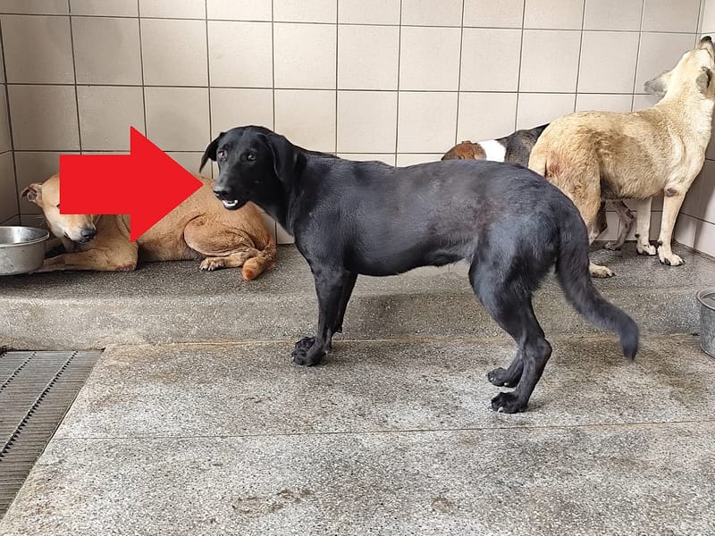 【待認養】混種犬 狗 (女生) - 高雄市燕巢動物保護關愛園區