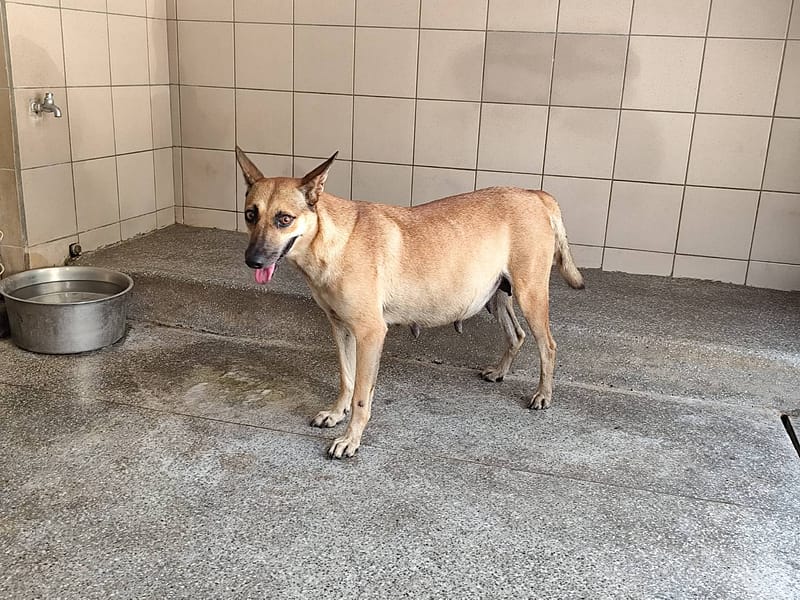 【待認養】混種犬 狗 (女生) - 高雄市燕巢動物保護關愛園區