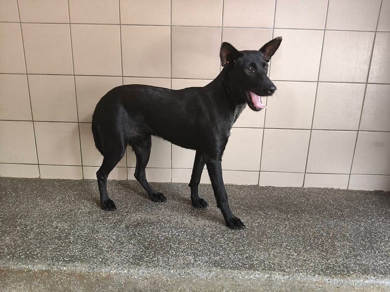 【待認養】混種犬 狗 (女生) - 高雄市燕巢動物保護關愛園區