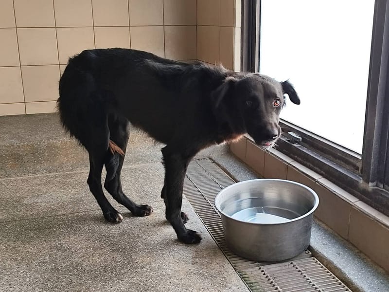 【待認養】混種犬 狗 (女生) - 高雄市燕巢動物保護關愛園區