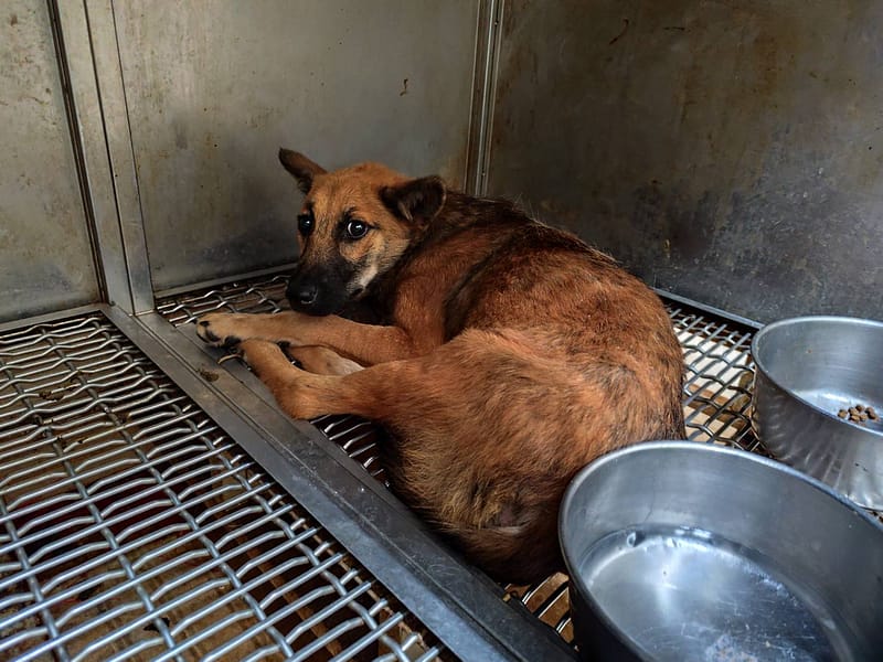 【待認養】混種犬 狗 (男生) - 高雄市燕巢動物保護關愛園區