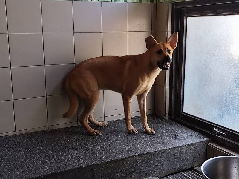 【待認養】混種犬 狗 (男生) - 高雄市燕巢動物保護關愛園區