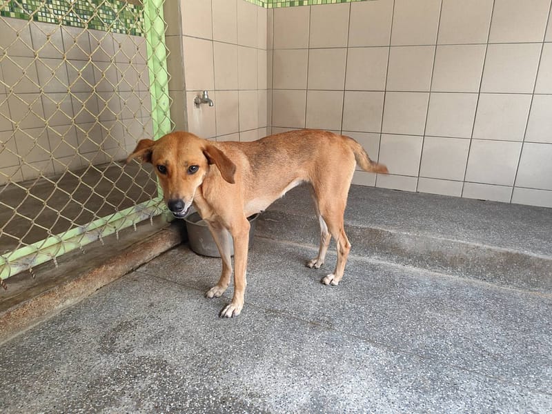 【待認養】混種犬 狗 (女生) - 高雄市燕巢動物保護關愛園區