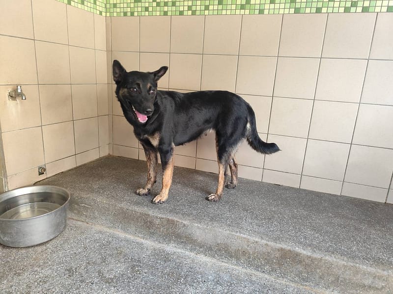 【待認養】混種犬 狗 (女生) - 高雄市燕巢動物保護關愛園區