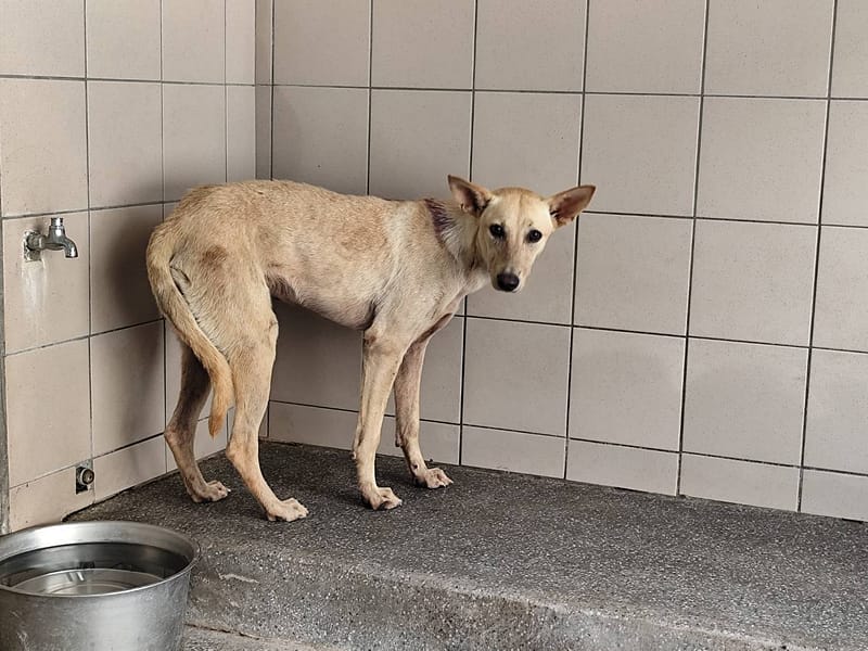 【待認養】混種犬 狗 (女生) - 高雄市燕巢動物保護關愛園區