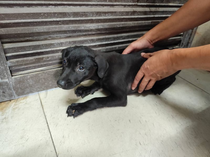 【待認養】混種犬 狗 (女生) - 高雄市燕巢動物保護關愛園區