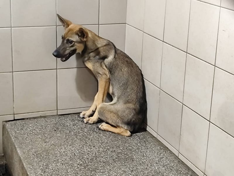 【待認養】混種犬 狗 (女生) - 高雄市燕巢動物保護關愛園區