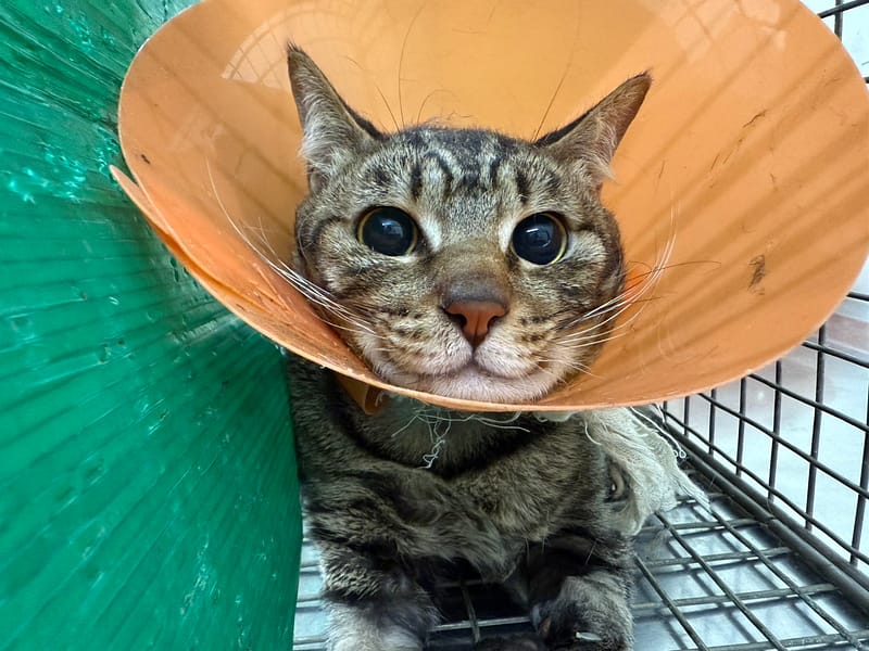 【待認養】混種貓 貓 (男生) - 臺北市動物之家