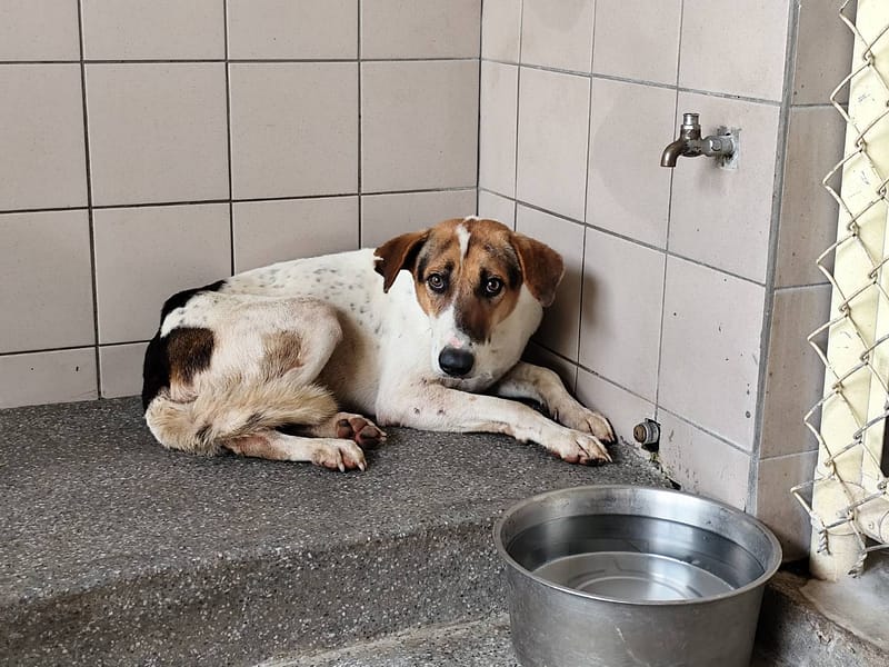 【待認養】混種犬 狗 (男生) - 高雄市燕巢動物保護關愛園區