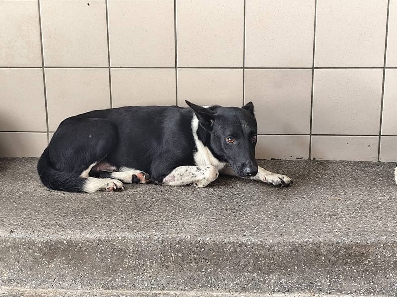 【待認養】混種犬 狗 (男生) - 高雄市燕巢動物保護關愛園區