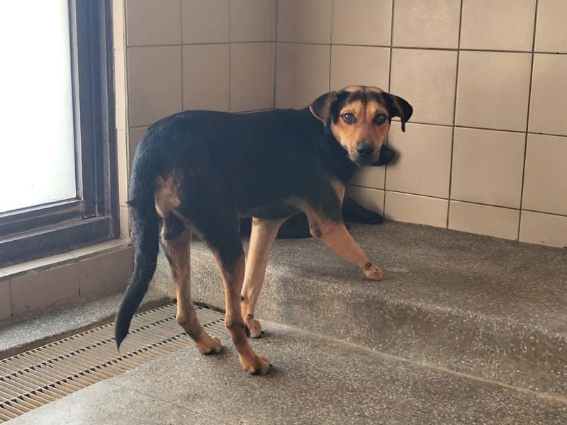 【待認養】混種犬 狗 (男生) - 高雄市燕巢動物保護關愛園區