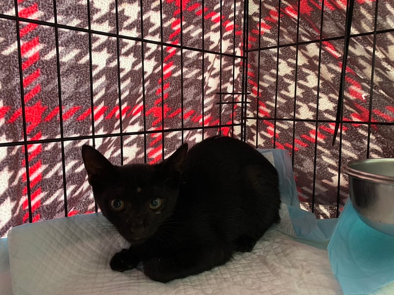 【待認養】混種貓 貓 (女生) - 臺北市動物之家