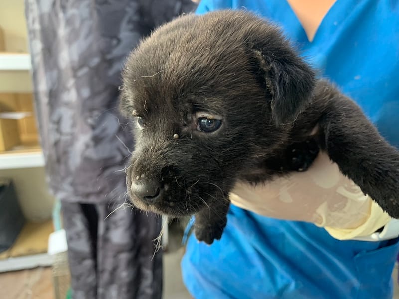 【待認養】混種犬 狗 (女生) - 臺北市動物之家