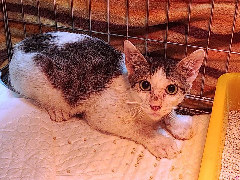 【待認養】混種貓 貓 (男生) - 新北市八里區公立動物之家