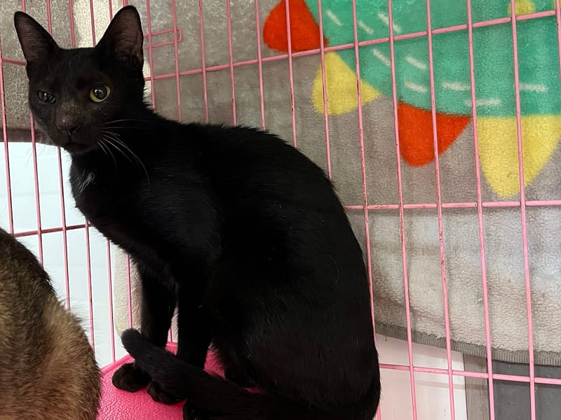 【待認養】混種貓 貓 (女生) - 臺北市動物之家