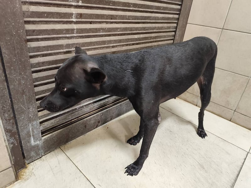 【待認養】混種犬 狗 (女生) - 高雄市燕巢動物保護關愛園區