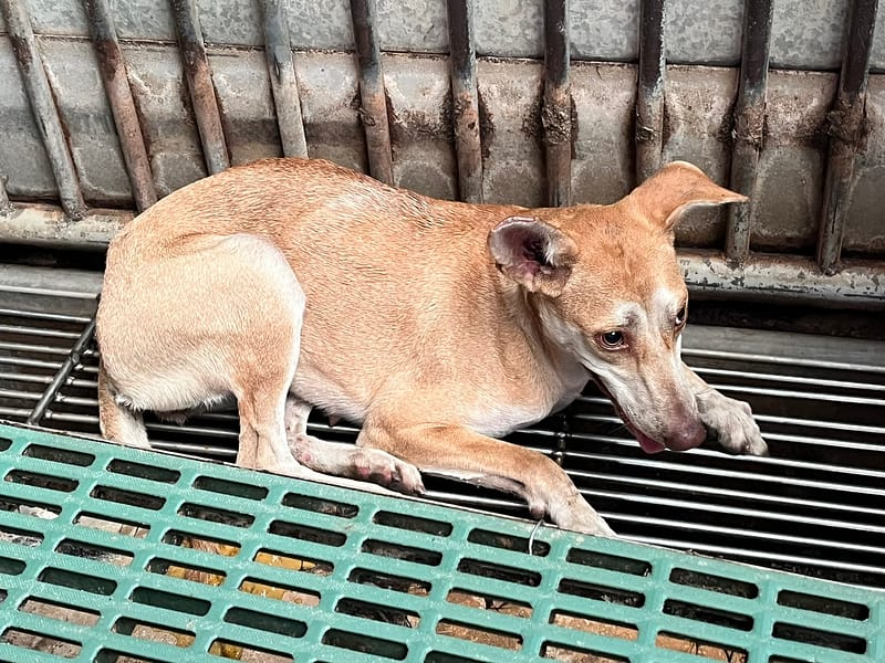 【待認養】混種犬 狗 (女生) - 彰化縣流浪狗中途之家