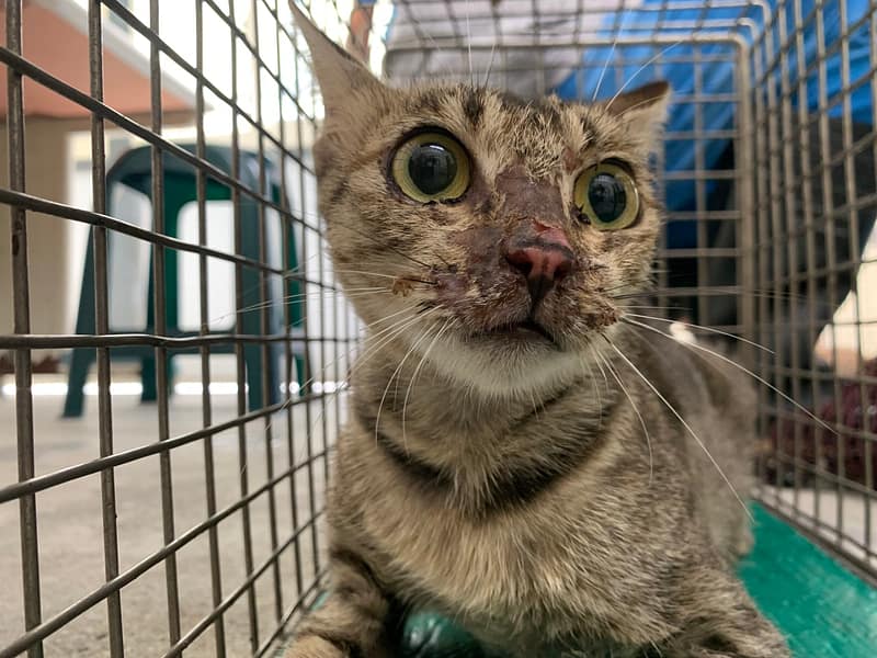 【待認養】混種貓 貓 (女生) - 臺北市動物之家