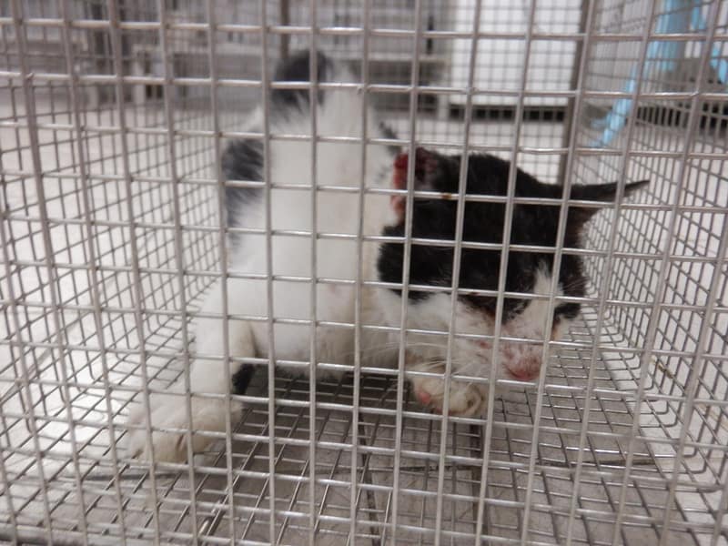 【待認養】混種貓 貓 (男生) - 南投縣公立動物收容所