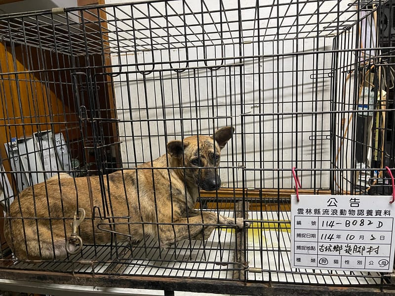 【待認養】混種犬 狗 (女生) - 雲林縣流浪動物收容所
