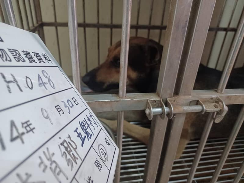 【待認養】混種犬 狗 (男生) - 雲林縣流浪動物收容所