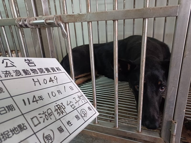 【待認養】混種犬 狗 (女生) - 雲林縣流浪動物收容所