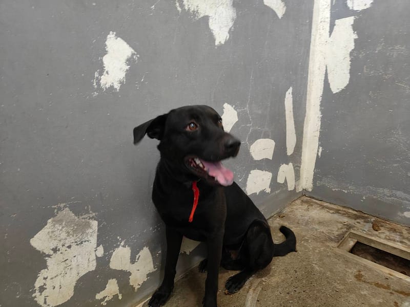 【待認養】混種犬 狗 (男生) - 新竹市動物保護教育園區