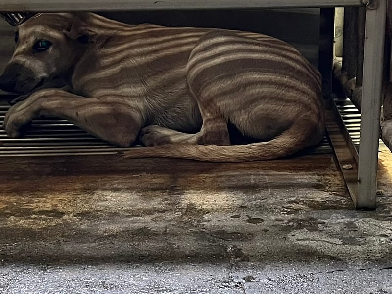 【待認養】混種犬 狗 (男生) - 彰化縣流浪狗中途之家
