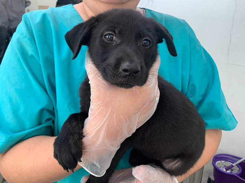 【待認養】混種犬 狗 (女生) - 臺北市動物之家