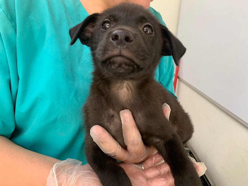 【待認養】混種犬 狗 (女生) - 臺北市動物之家