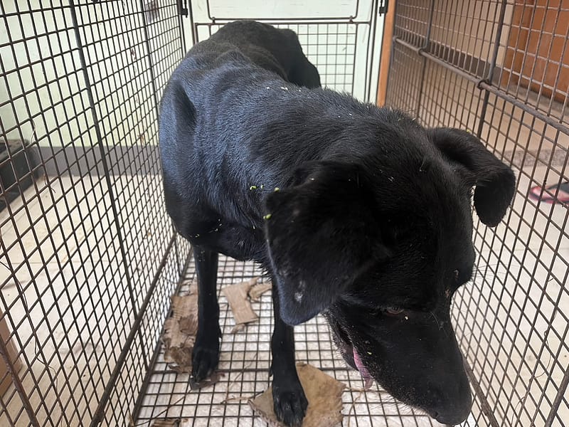 【待認養】混種犬 狗 (男生) - 金門縣動物收容中心