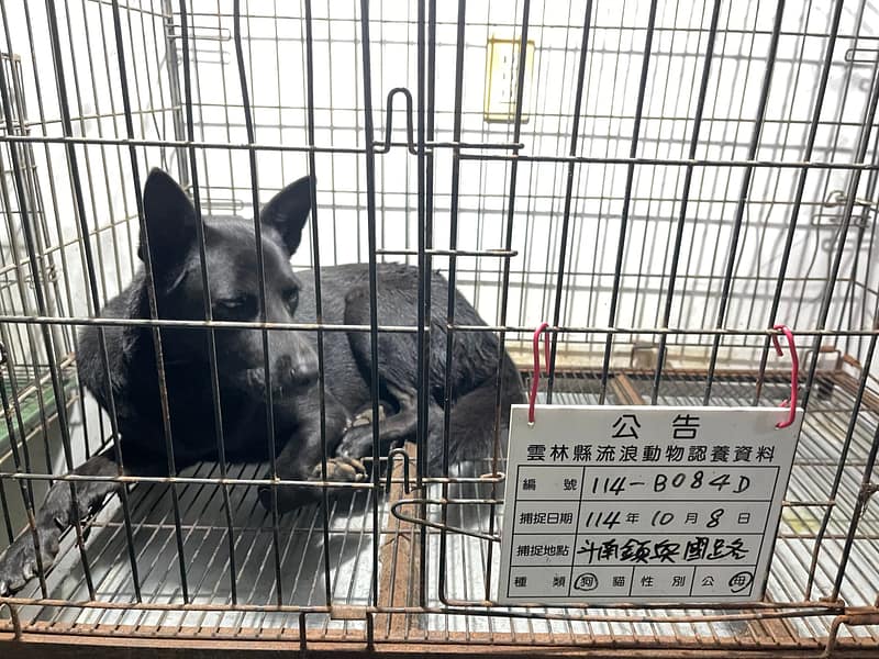【待認養】混種犬 狗 (女生) - 雲林縣流浪動物收容所