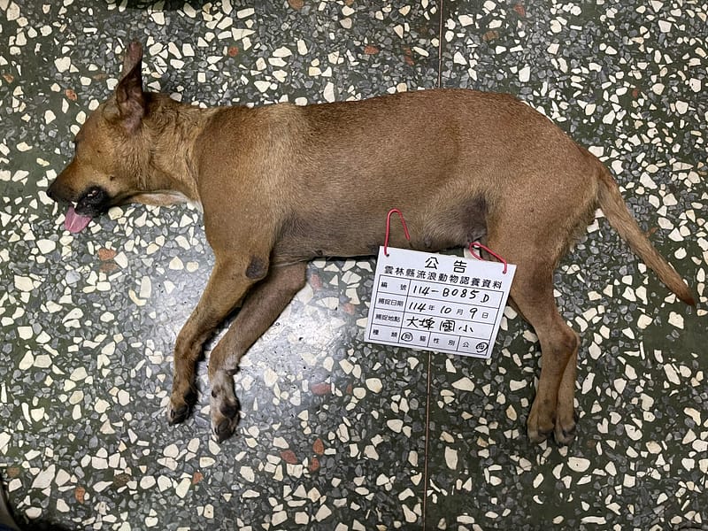 【待認養】混種犬 狗 (女生) - 雲林縣流浪動物收容所