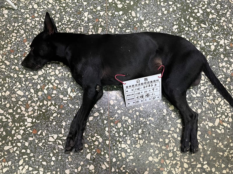 【待認養】混種犬 狗 (男生) - 雲林縣流浪動物收容所