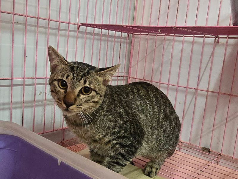 【待認養】混種貓 貓 (女生) - 臺北市動物之家